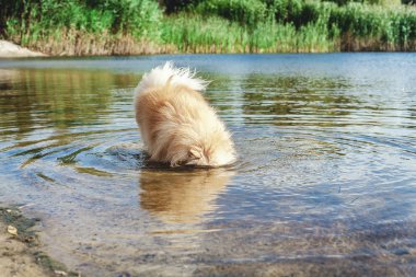 Tüylü köpek kafasını nehir vazoya koyayım.
