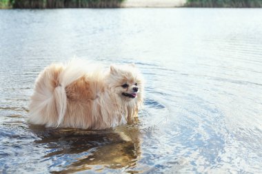 Sevimli kırmızı spitz nehir suda yüzüyor