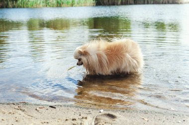 Sevimli kırmızı spitz nehir suda yüzüyor