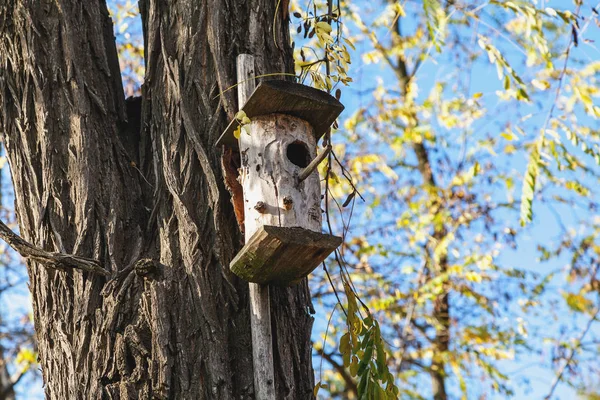 Ahşap kubbe ağaç üzerinde asılı — Stok fotoğraf