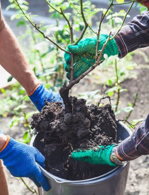 İki kişi gül bush plastik kovaya koy.