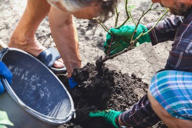 İki kişi gül bush plastik kovaya koy.