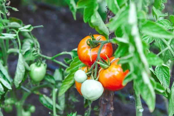 Röda mogna tomater växa på gren av grön buske — Stockfoto