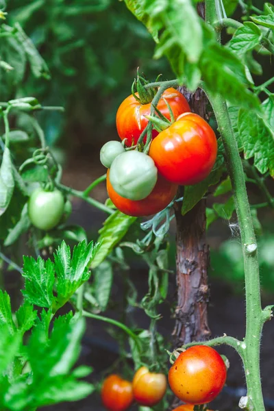 赤い完熟トマトは、緑のブッシュの枝に成長します。 — ストック写真