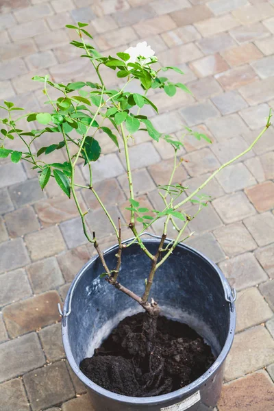 beyaz gül standları kazdık bush dışarı ile plastik kova