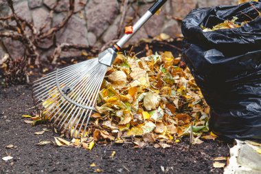 çalışırken Tırmıklar büyük yığın düşen yapraklar toplamak