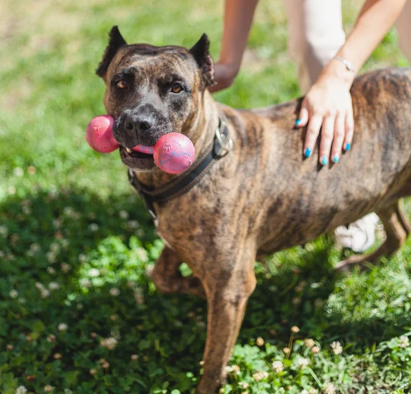 Soldado cão com haltere em seus dentes fica na grama — Fotografia de Stock