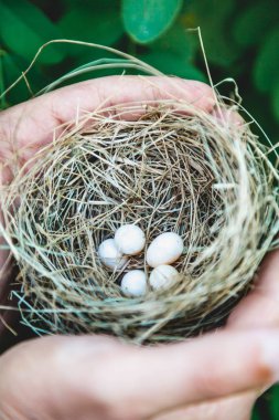 Kuş yuva yumurta elinde
