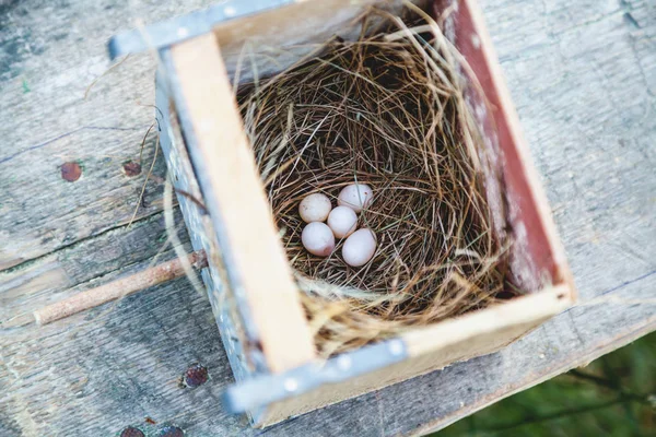 Bird eggs lie in nest at the bottom of duplica — Stock Photo, Image