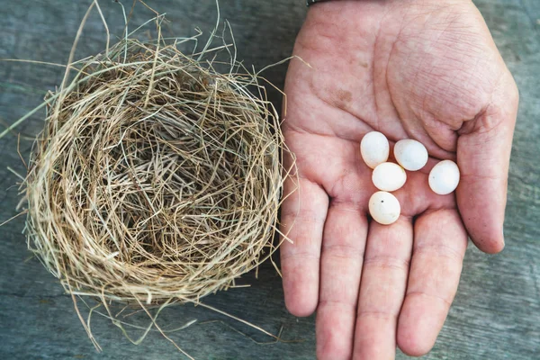 Empty nest and bird eggs on palm — Stock Photo, Image