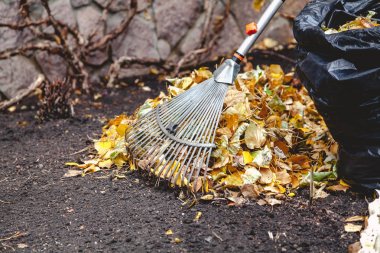 çalışırken Tırmıklar büyük yığın düşen yapraklar toplamak