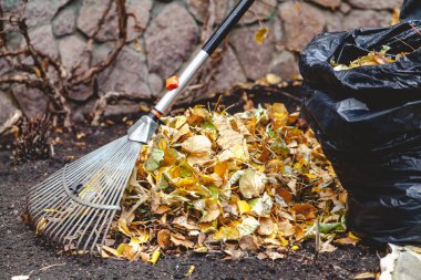 çalışırken Tırmıklar büyük yığın düşen yapraklar toplamak