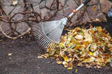 çalışırken Tırmıklar büyük yığın düşen yapraklar toplamak
