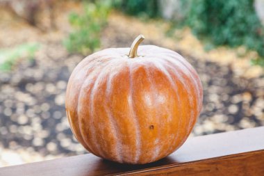 büyük turuncu kabak veranda ahşap korkuluk üzerinde yatıyor