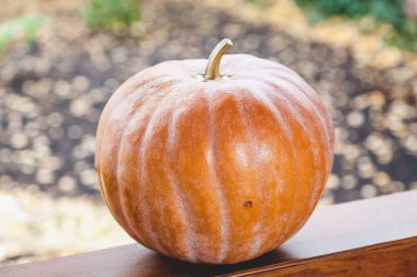 büyük turuncu kabak veranda ahşap korkuluk üzerinde yatıyor