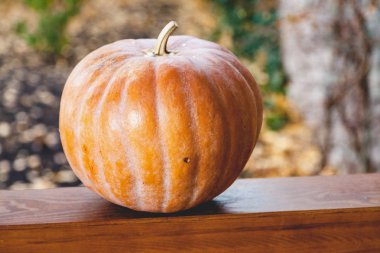 büyük turuncu kabak veranda ahşap korkuluk üzerinde yatıyor