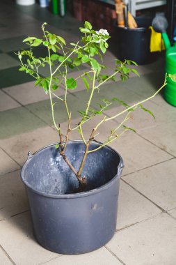 beyaz gül bush ile kova gri karo üzerinde duruyor