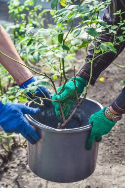 İki kişi gül bush plastik kovaya koy.