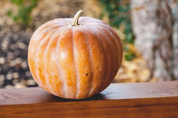 büyük turuncu kabak veranda ahşap korkuluk üzerinde yatıyor