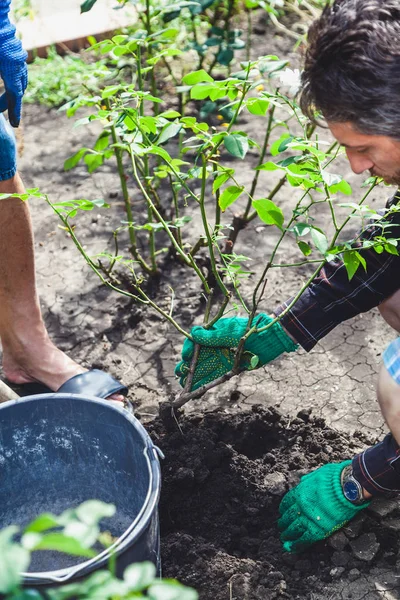 İki insan olgun gül çalısı kazar.