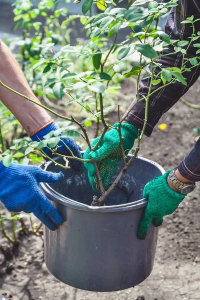 İki kişi gül bush plastik kovaya koy.