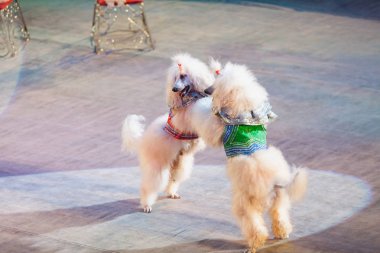 Two white dogs are dancing in circus arena clipart