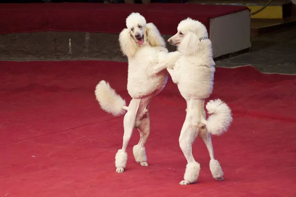 Two white dogs are dancing in circus arena — Stock Photo, Image