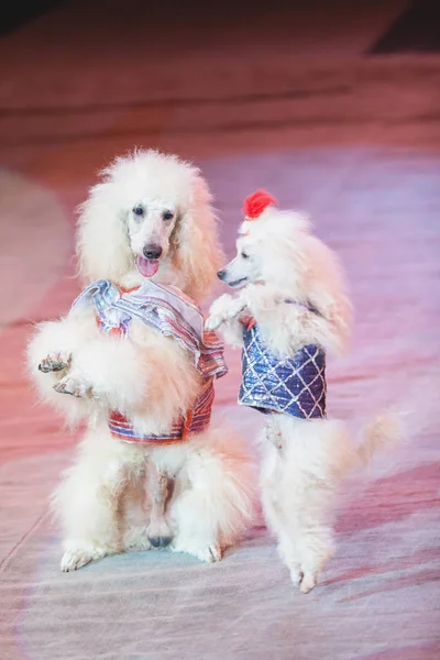 2 匹の白い犬がサーカスの舞台で踊っています。 — ストック写真
