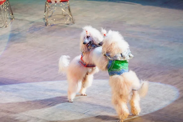 Deux chiens blancs dansent dans l'arène du cirque — Photo