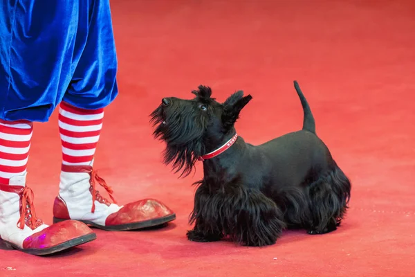 Terrier preto e pés de palhaço na arena de circo vermelho — Fotografia de Stock