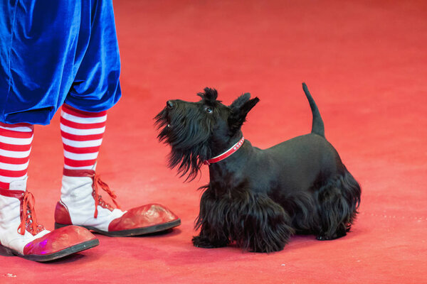 Black terrier and clown feet on the red circus arena
