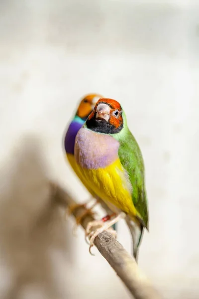 Hermoso pájaro de amadine gremio se sienta en primer plano percha —  Fotos de Stock