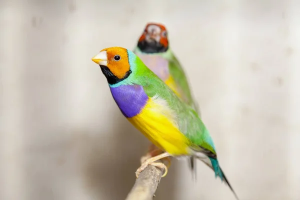 Hermoso pájaro de amadine gremio se sienta en primer plano percha —  Fotos de Stock