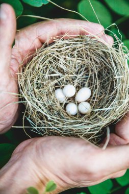 Kuş yuva yumurta elinde