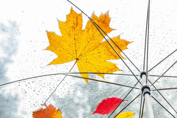 美丽的枫叶和透明的伞上的雨滴 — 图库照片