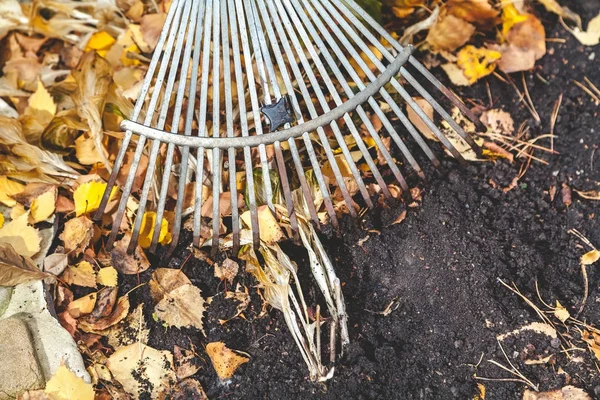Limpeza de outono. ancinhos de rolamento coletar folhas caídas — Fotografia de Stock