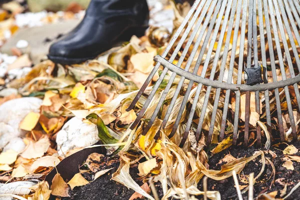 Limpeza de folhas de outono. Ancinho coletado caído folhas amarelas — Fotografia de Stock