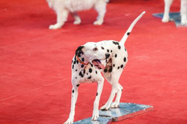 Kırmızı sirk arenada neşeli Dalmaçyalı