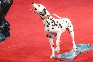 Kırmızı sirk arenada neşeli Dalmaçyalı
