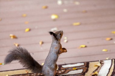 Sincap arka ayakları üzerinde duruyor ve örnek alıyor