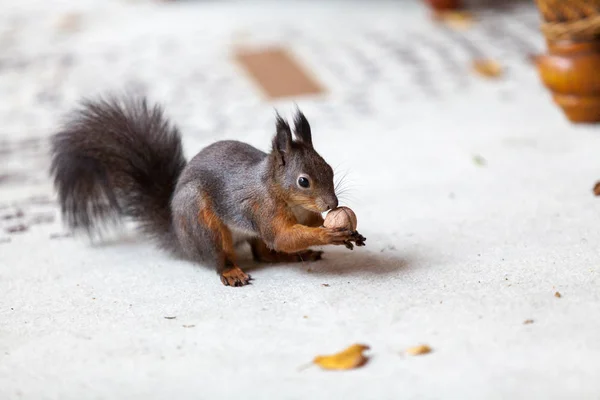 Eichhörnchen sitzt auf einem Teppich und nagt an Nüssen — Stockfoto