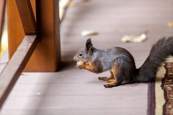 Eichhörnchen sitzt auf dem Boden der Veranda und nagt an Nüssen — Stockfoto