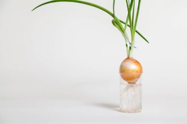 Ampul ve yeşil soğan saydam şişeye büyüyen takip ediyor