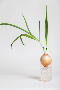 Ampul ve yeşil soğan saydam şişeye büyüyen takip ediyor