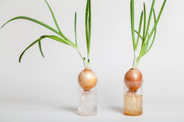 Şeffaf şişe içinde büyüyen yeşil saplı iki soğan