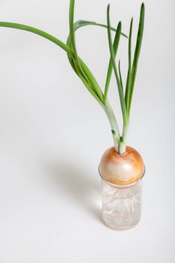 Ampul ve yeşil soğan saydam şişeye büyüyen takip ediyor