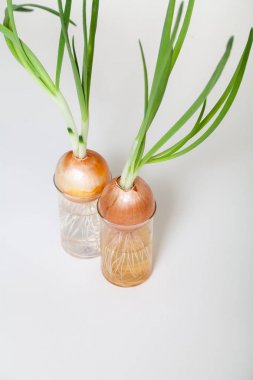 Şeffaf şişe içinde büyüyen yeşil saplı iki soğan