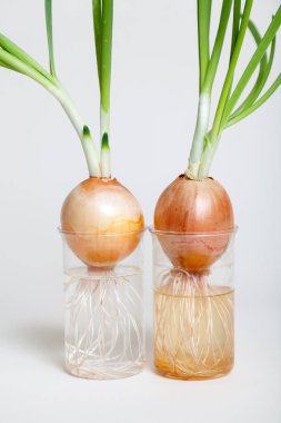 Şeffaf şişe içinde büyüyen yeşil saplı iki soğan