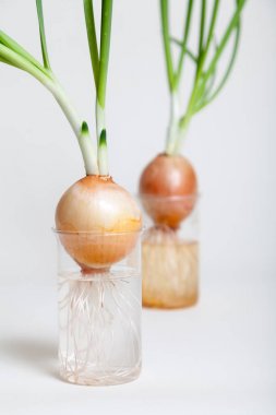 Şeffaf şişe içinde büyüyen yeşil saplı iki soğan