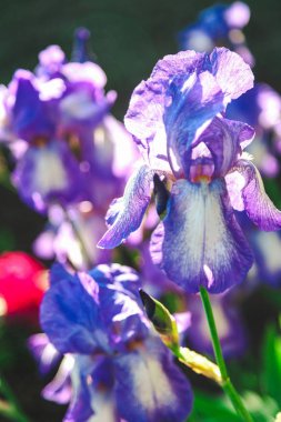 güzel leylak çiçeği Iris portre